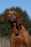 VIZSLA poil court 223